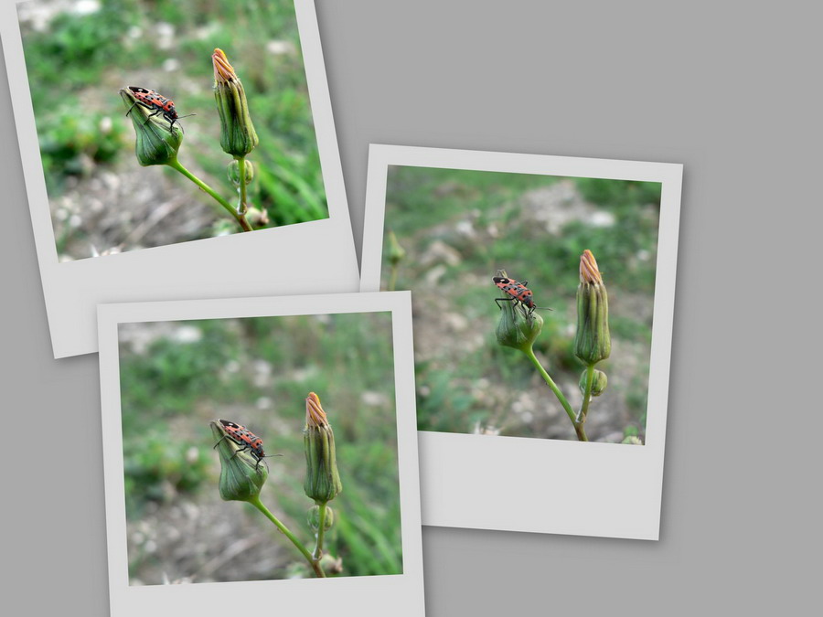 collage10.jpg