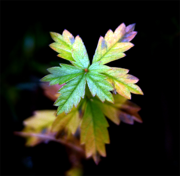 colori-d'-autunno.jpg