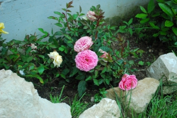 Copia di 1600_ISO.JPG