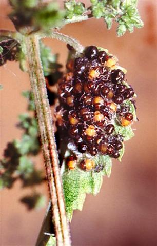 coreus marginatus 001 (Medium) (Small).jpg