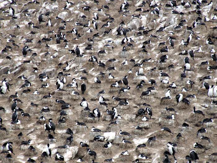 CORMORANI-ARGENTINI.jpg