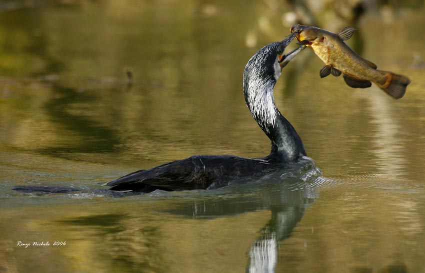 Cormorano-2006_0949 f1.jpg