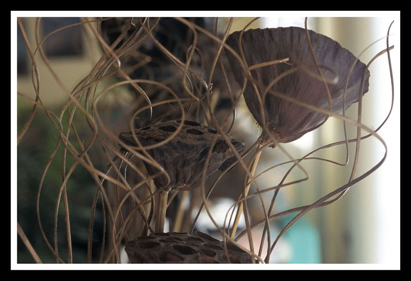 cose di casa mia_1.jpg