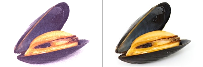 Cozze.jpg