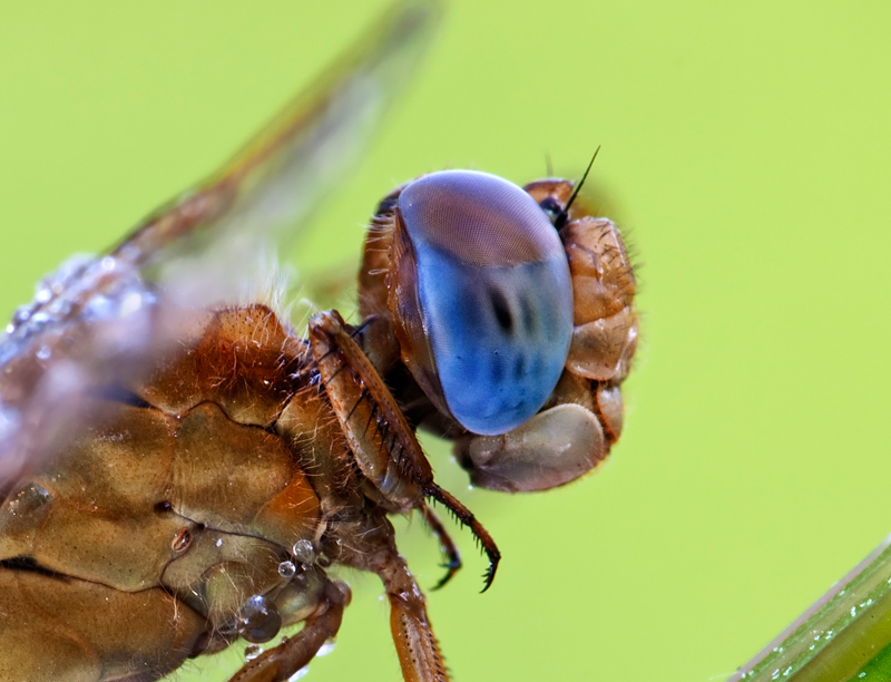 Crocothemis-erythraea----3P1H0079.jpg