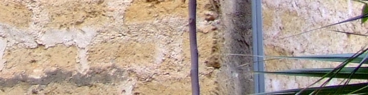 croop 2 35 mm.JPG
