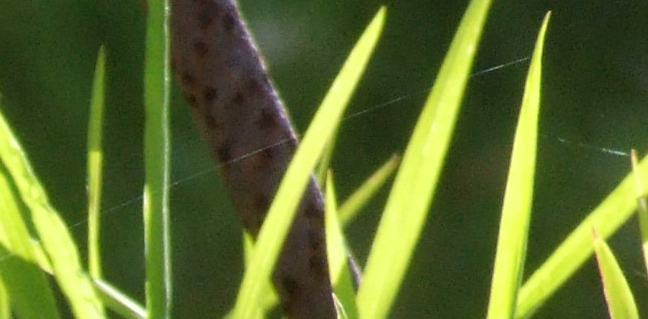 Crop-2-stessa-foto-iso-200.jpg