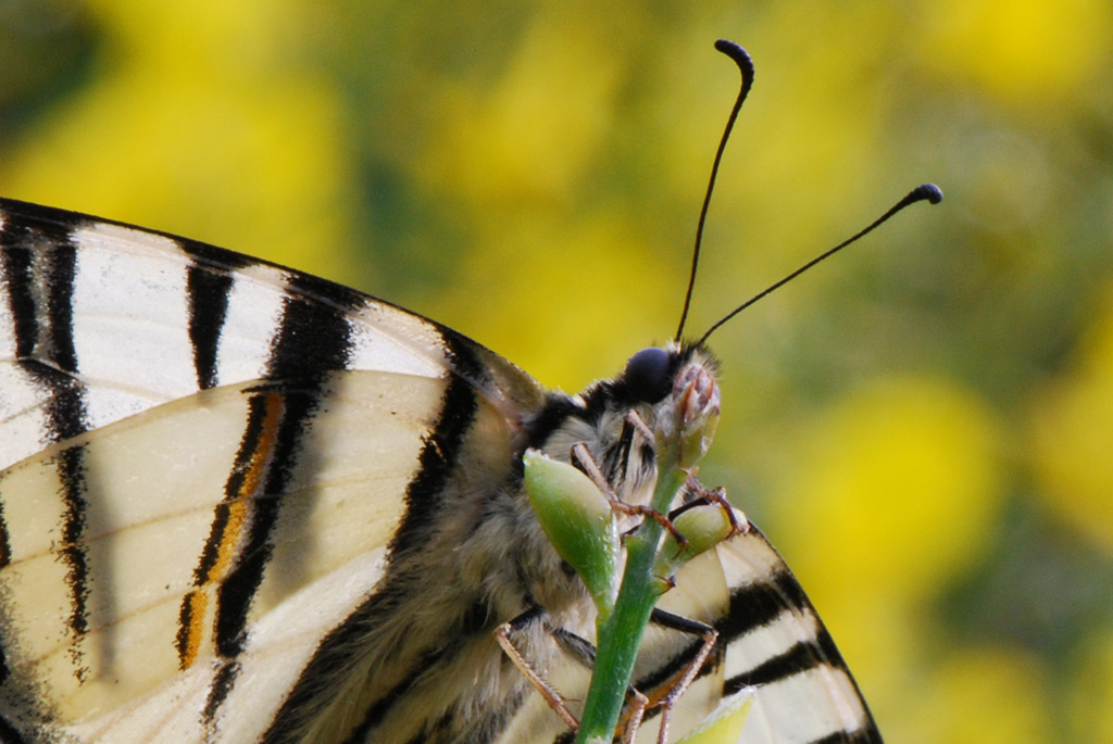 crop-dell'originale.jpg