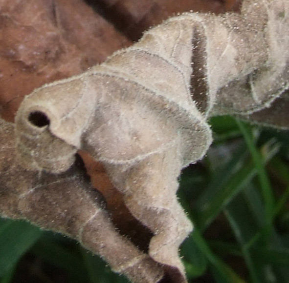 Crop-foglia.jpg