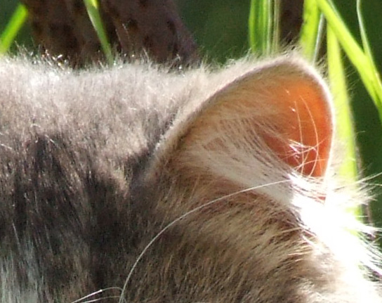Crop-gatto-200-iso.jpg