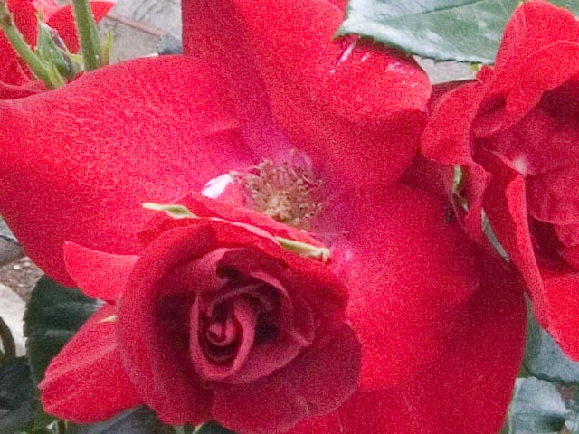 Crop1600iso.jpg