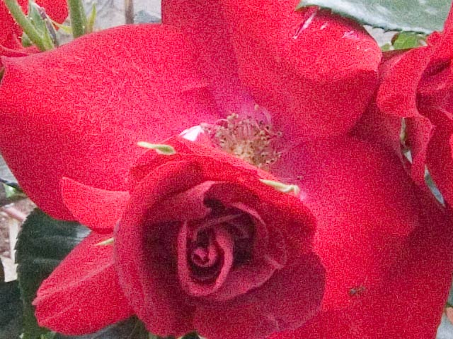 crop3200iso.jpg