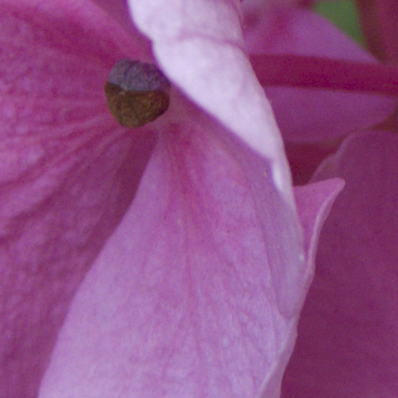 crop_100iso.jpg