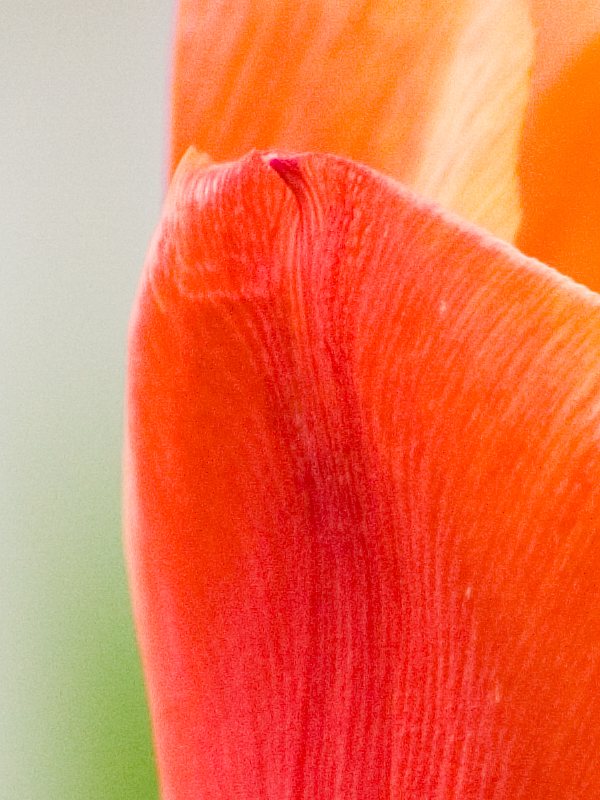 crop 1 tulipano iso800 1_200 f6_3.jpg
