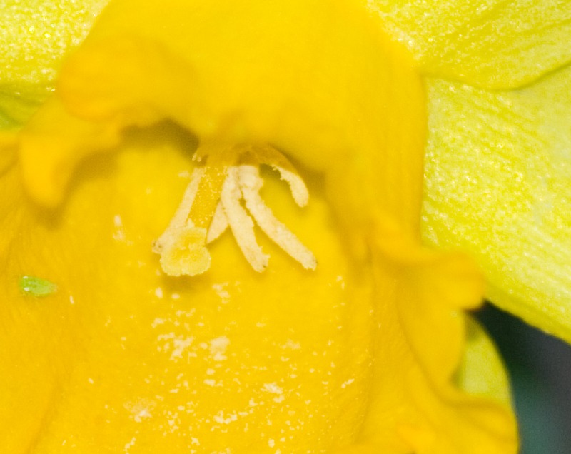 crop 1fiore 300mm f5_6 s1_125.jpg