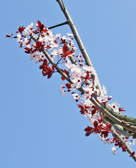 crop fiori e...farfalle.jpg