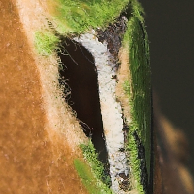crop_macro_3.jpg