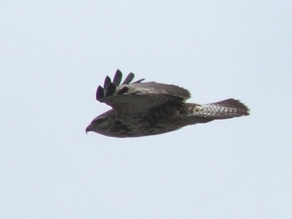 CropFalco.jpg