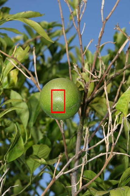 cropID.jpg