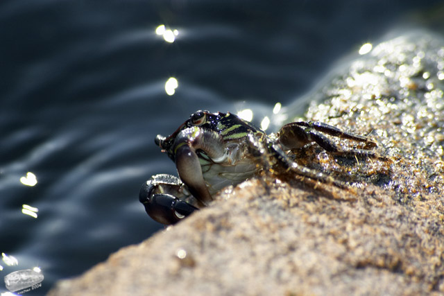 CRW_4048.jpg