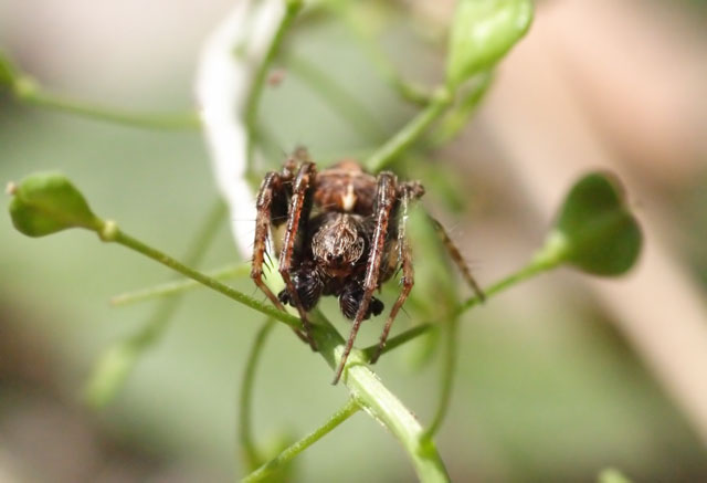 CRW_5591_esp+0.50_crop_p4u.jpg