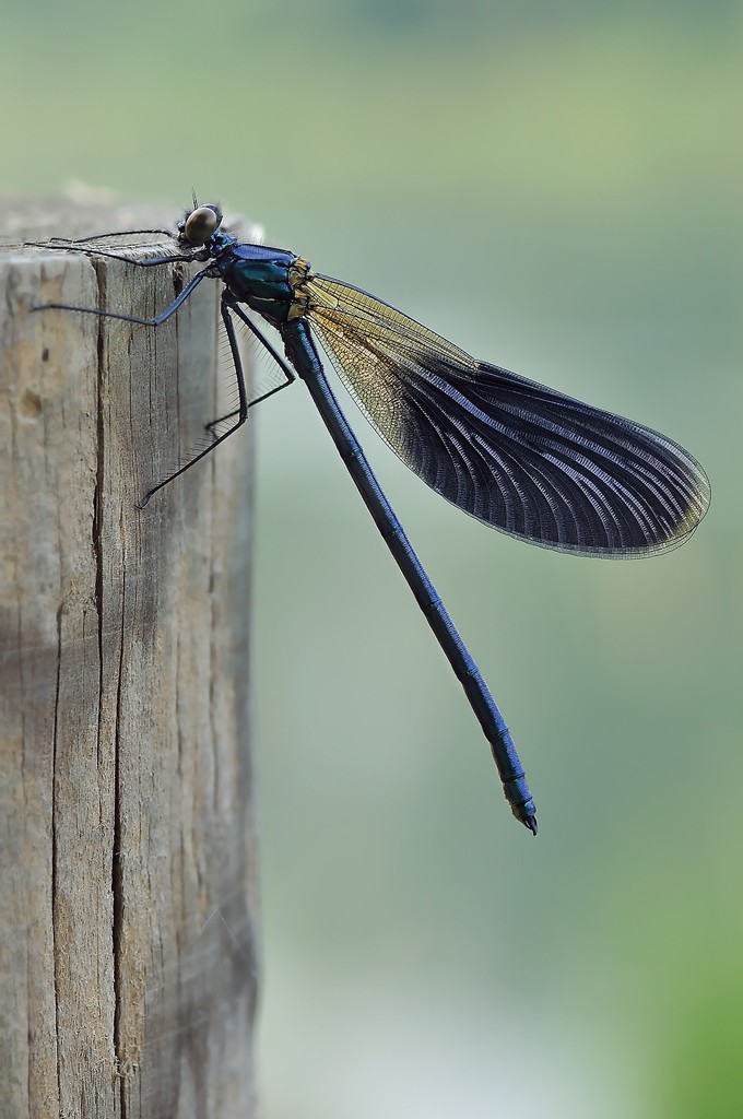 D90_20100628_073627.jpg