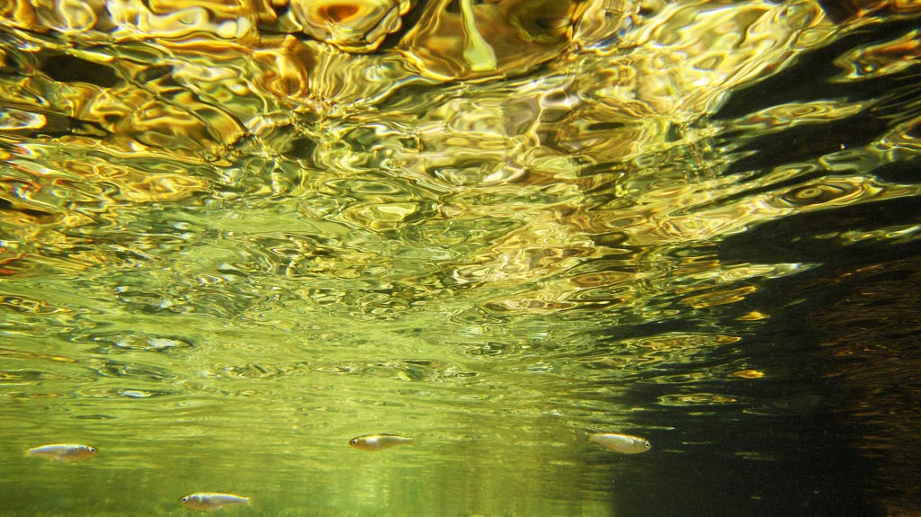 del-colore-dell'oro.jpg