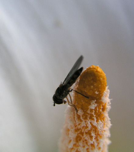 dentro la Calla1.jpg