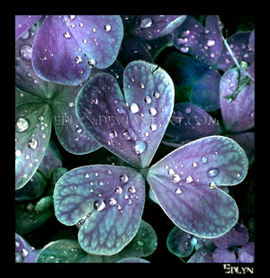 dew_drops_III_by_edlyn.jpg