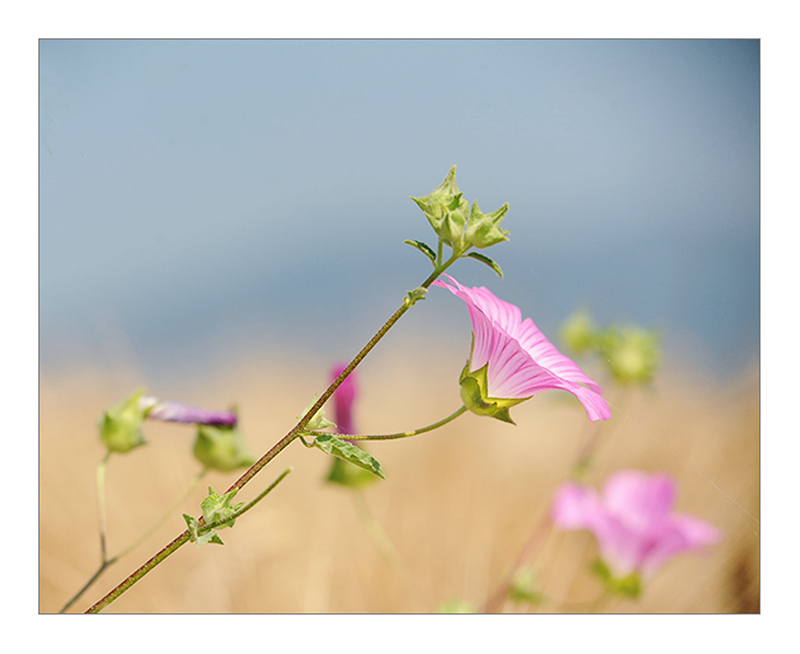 diagonale-fiore-paolino.jpg