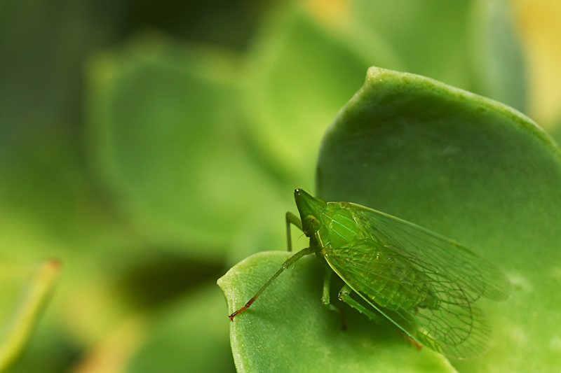 Dictyophara-europea_2224.jpg
