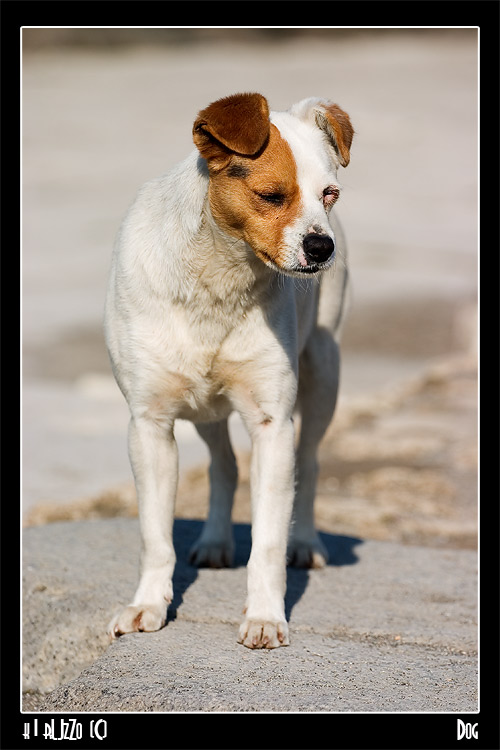 Dog.jpg