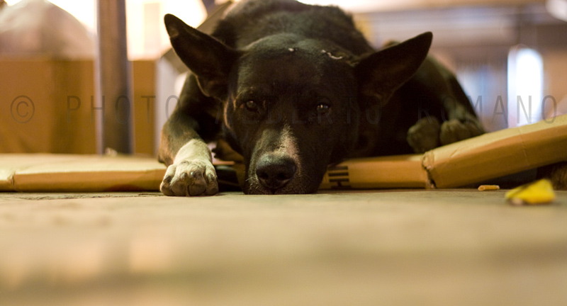 dog.jpg