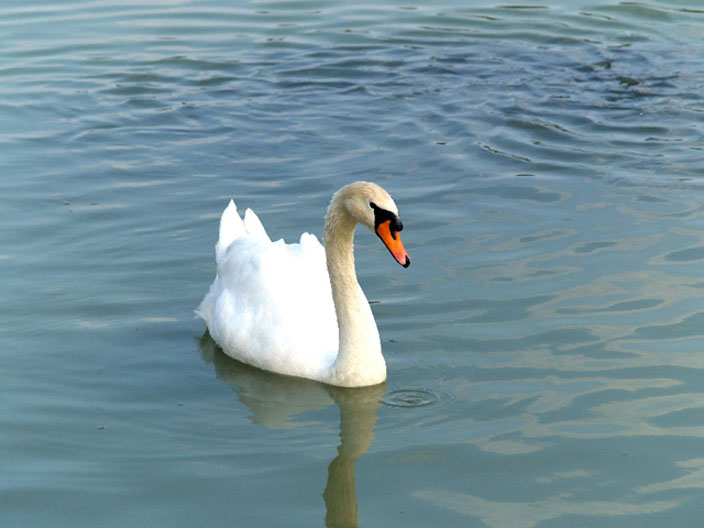 ds_Cigno 4.jpg