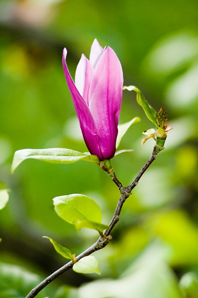 DSC_0018_nosharp.jpg