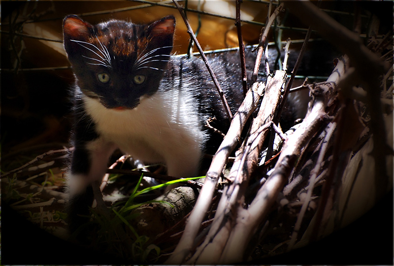 DSC_0026.jpg
