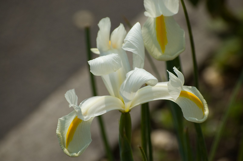DSC_0088.jpg