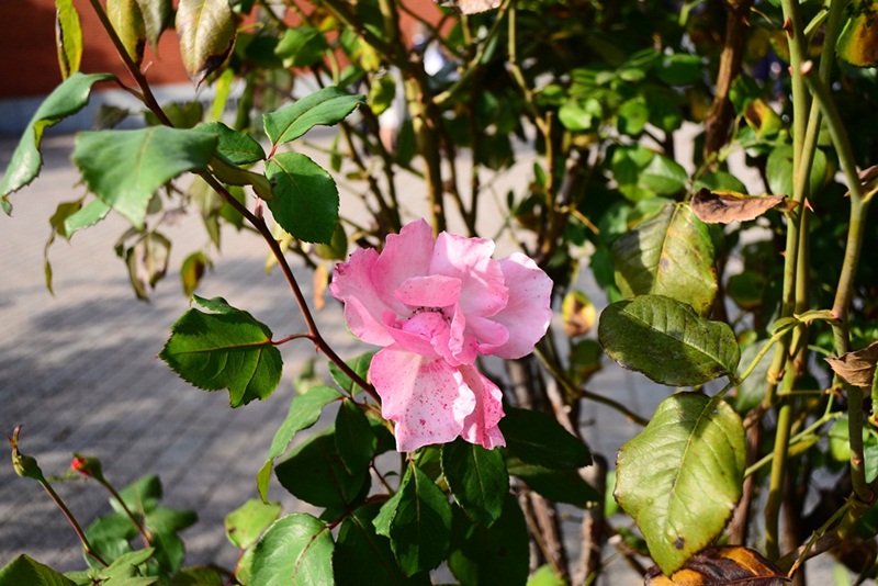 DSC_0092.JPG