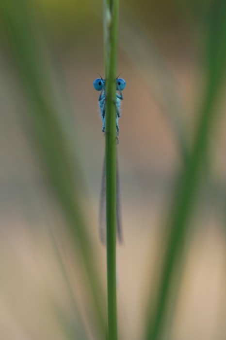 DSC_0094.jpg