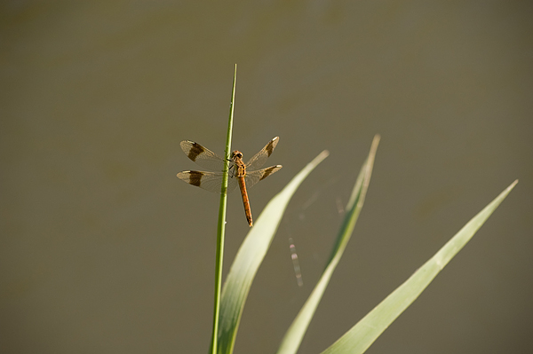DSC_0113.jpg