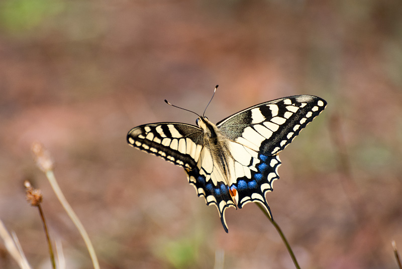 DSC_0665.jpg