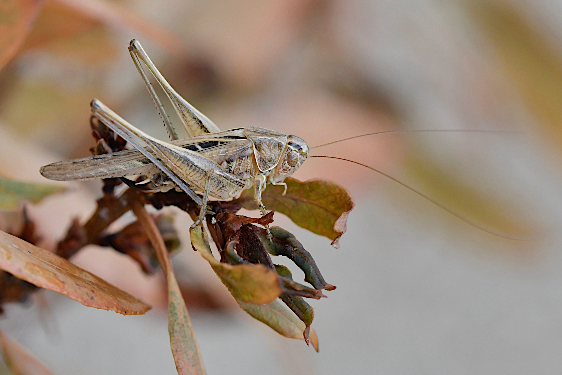 DSC_0769.jpg