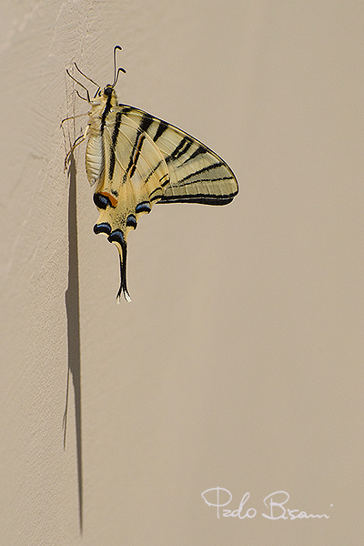 DSC_11267webfp.jpg