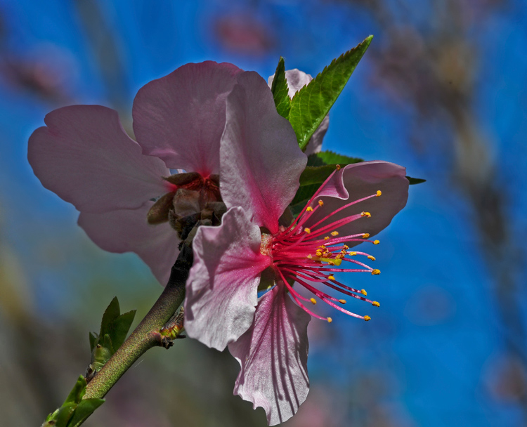 DSC_2459.jpg