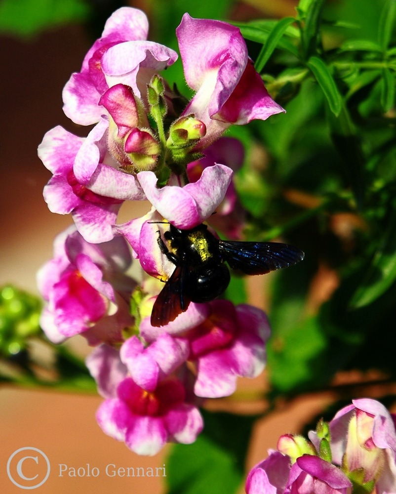 DSC_3301a.JPG