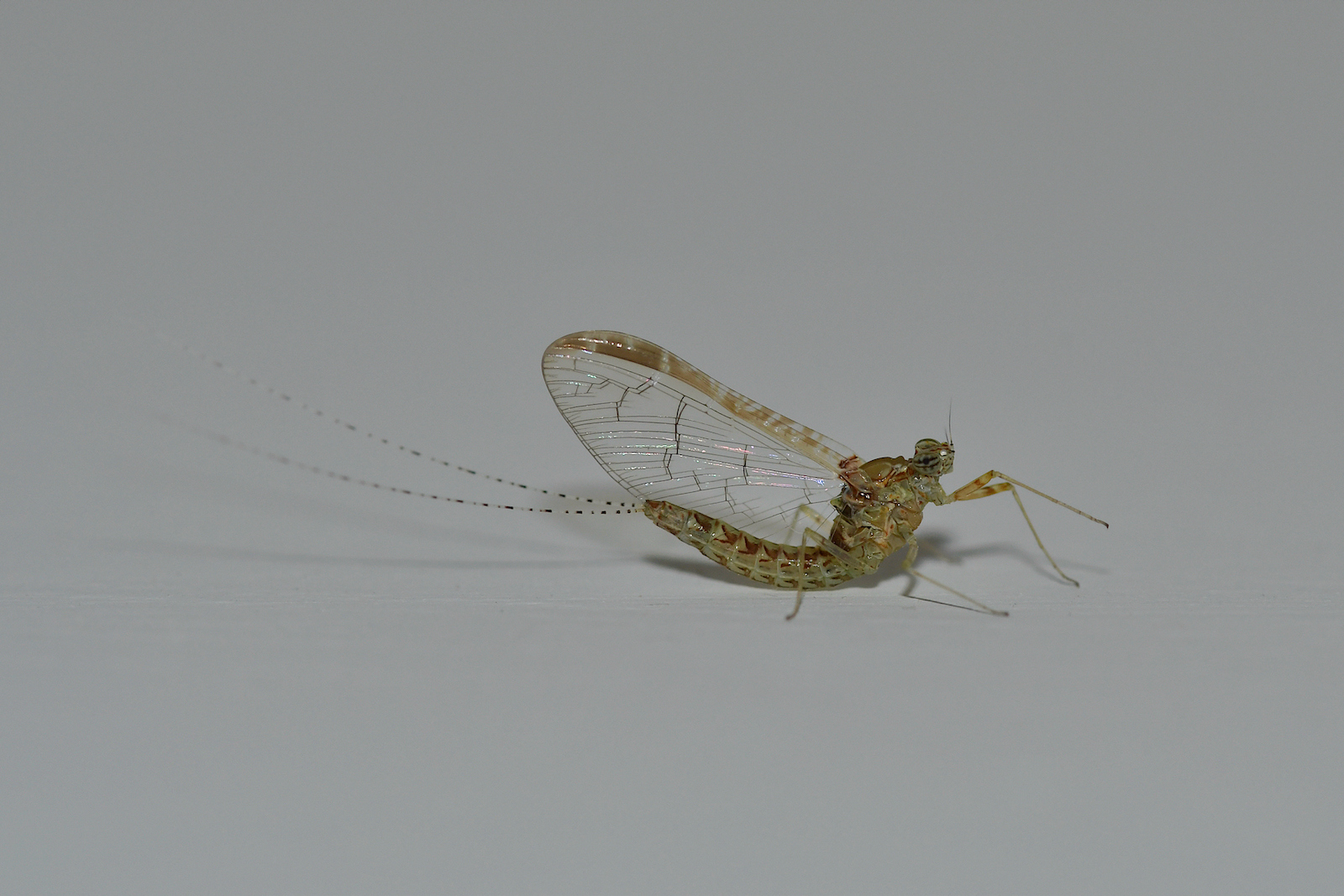 DSC_3409.jpg
