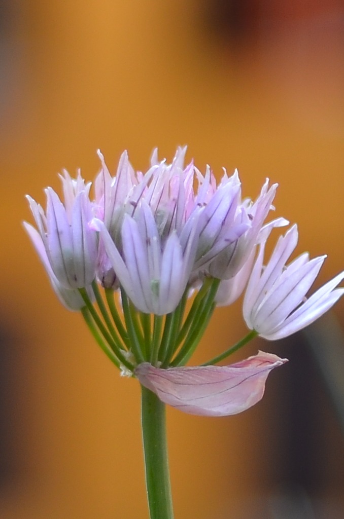 DSC_4346_1024_crop.JPG