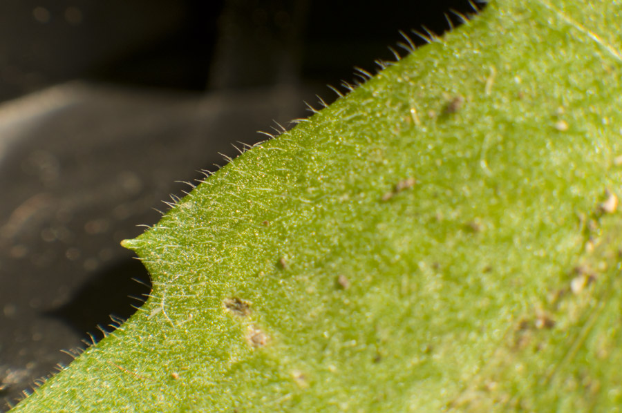 DSC_8216-1.jpg