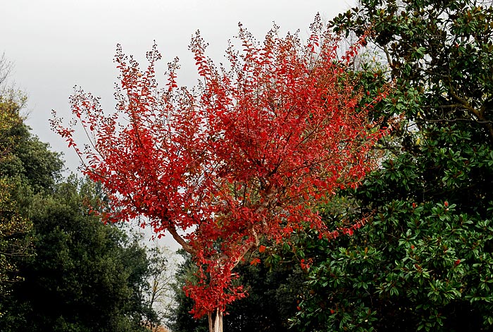 DSC_8733.jpg