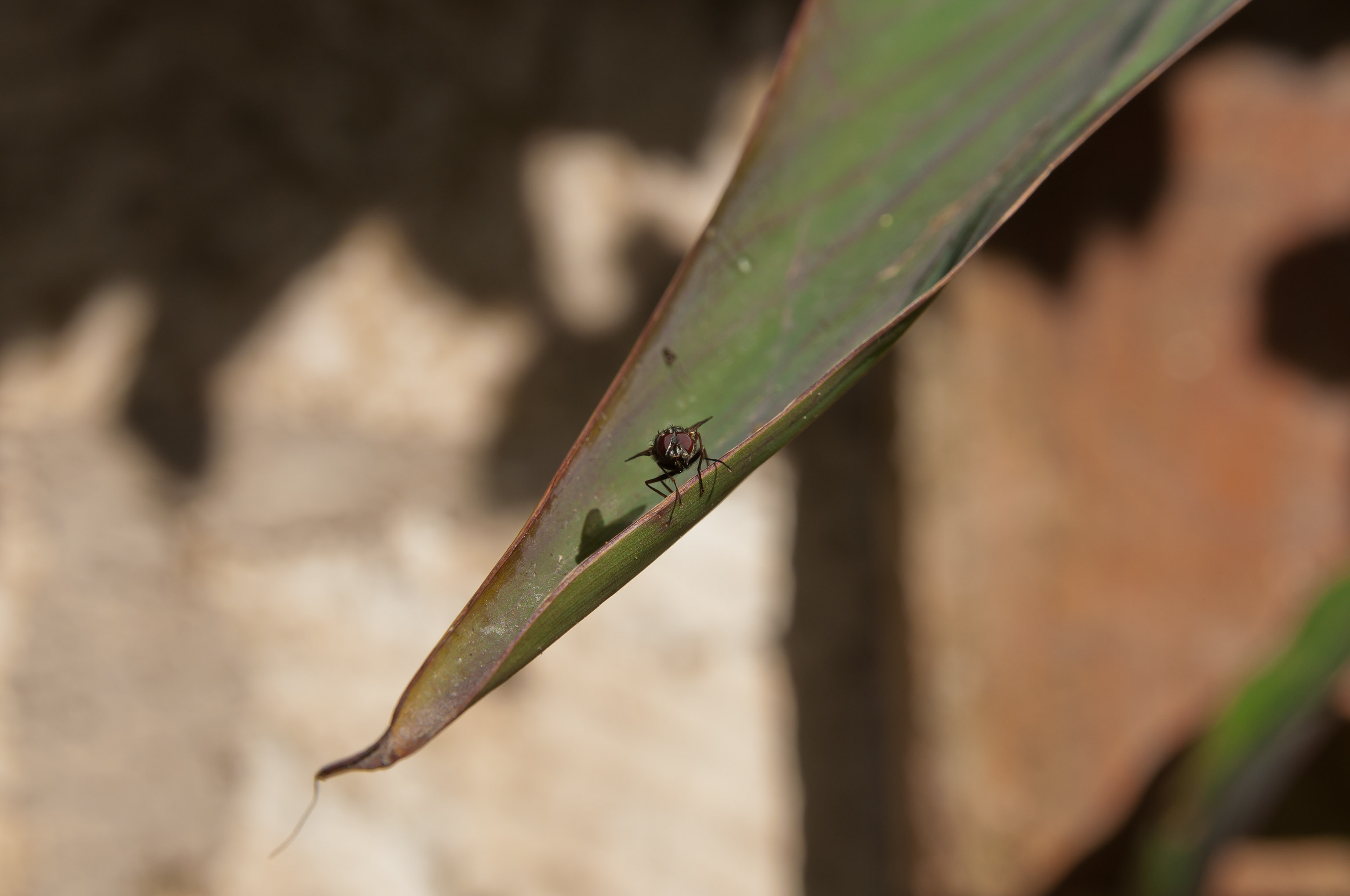 DSC_8745.jpg